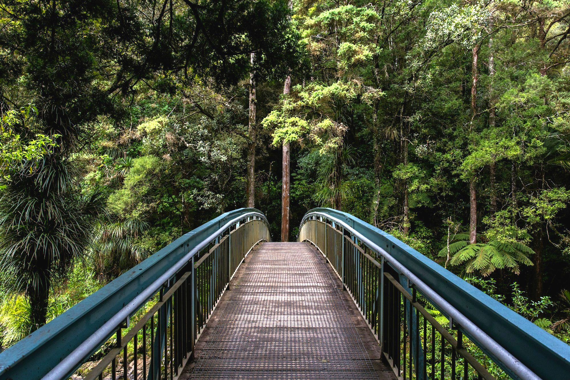 A wooden bridge through lush green woodland